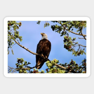 Majestic bald eagle Sticker